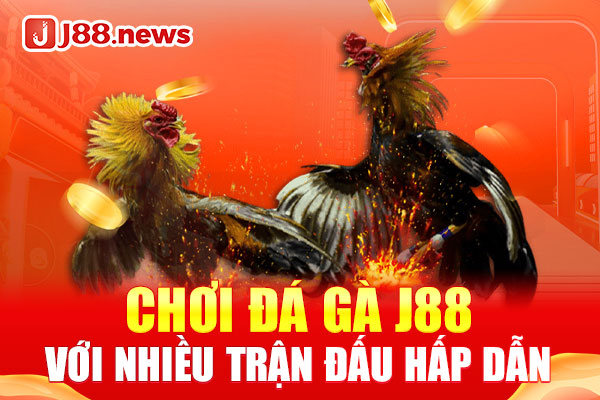 Chơi đá gà J88 với nhiều trận đấu hấp dẫn