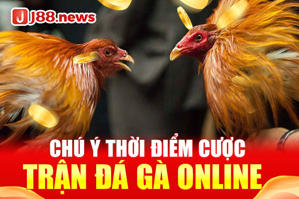 Chú ý thời điểm cược trận đá gà online