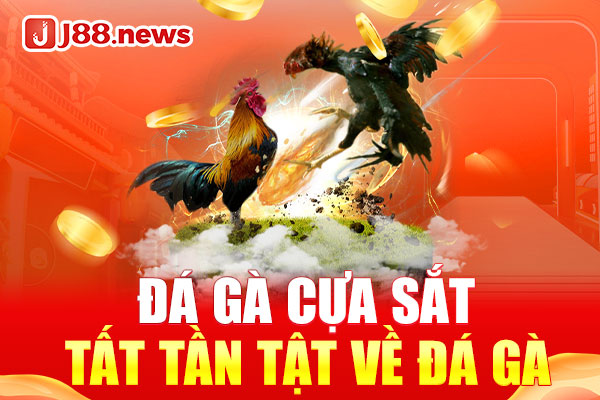 Đá gà cựa sắt