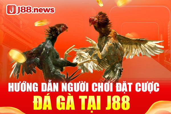 Hướng dẫn người chơi đặt cược đá gà tại J88