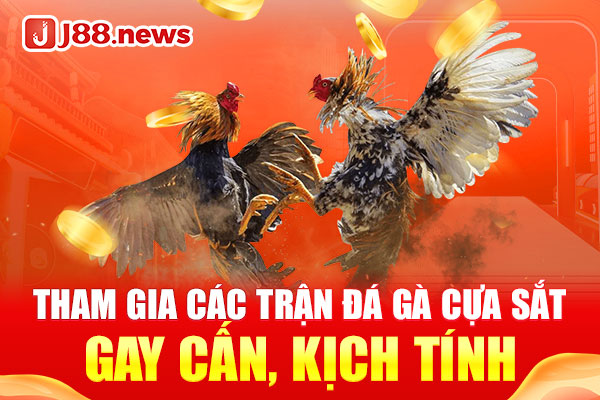 Tham gia các trận đá gà cựa sắt gay cấn, kịch tính